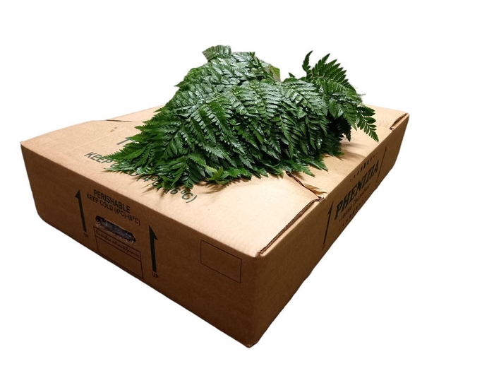 <h4>Leatherleaf Super X12 Spain</h4>