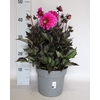 Dahlia 19 cm Donkerblad Paars