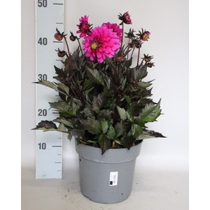 Dahlia 19 cm Donkerblad Paars