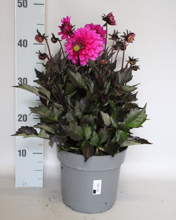 <h4>Dahlia 19 cm Donkerblad Paars</h4>