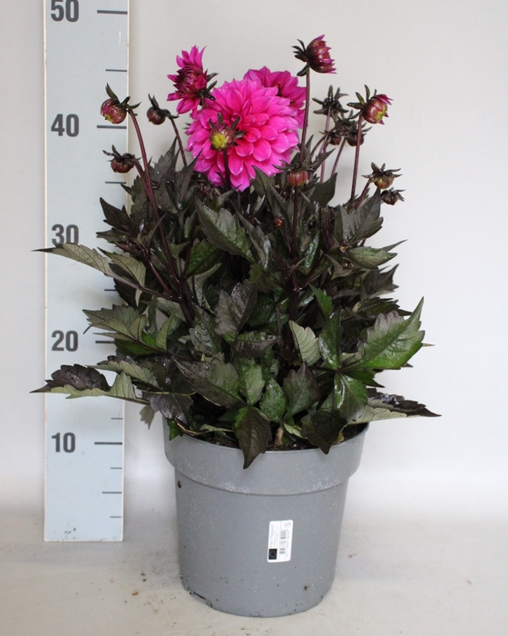 Dahlia 19 cm Donkerblad Paars