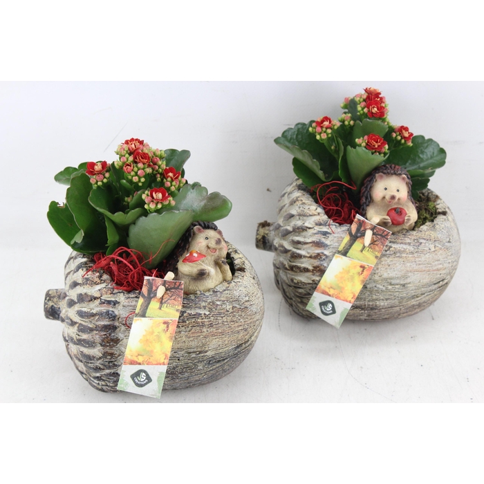 <h4>Arr2 Js - Ker. Eikel Liggend 338/6</h4>