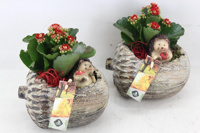 Arr2 Js - Ker. Eikel Liggend 338/6