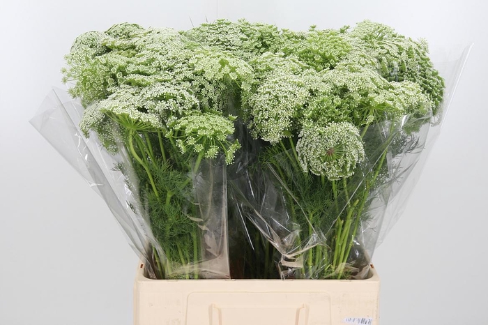 Ammi Vis Casablanca