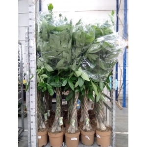 Pachira aquatica