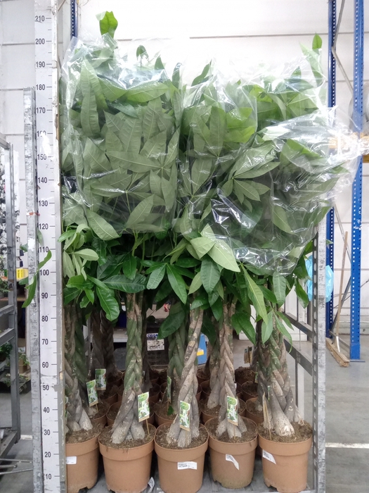 <h4>Pachira aquatica</h4>
