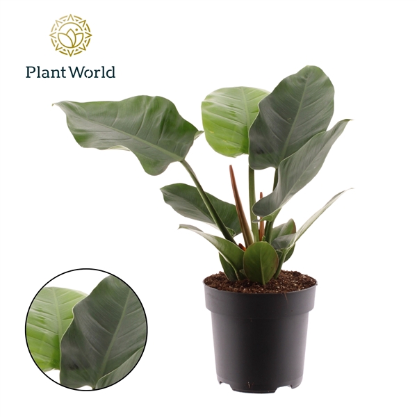 <h4>Philodendron Imperial Green</h4>