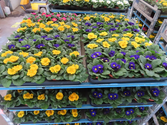 <h4>PRIM AC MIXK</h4>