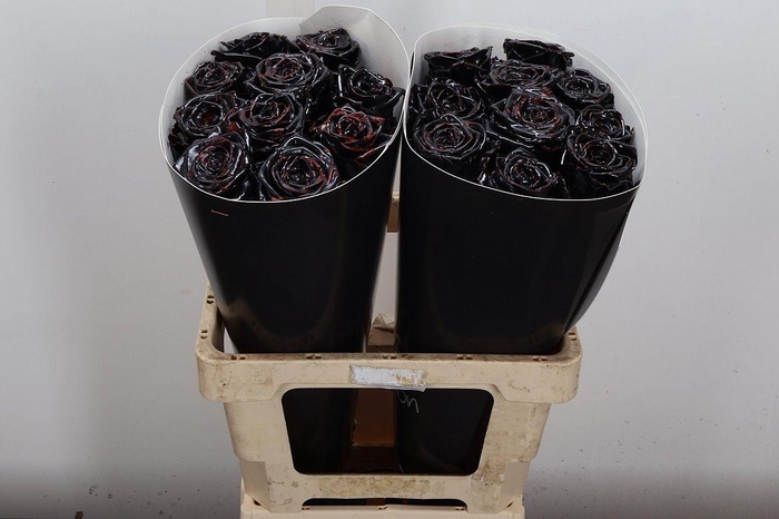 <h4>R Wx (rn) Zwart</h4>