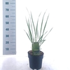 Panicum virgatum