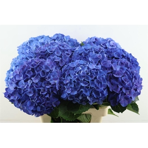 Hydr M Anne 65-22