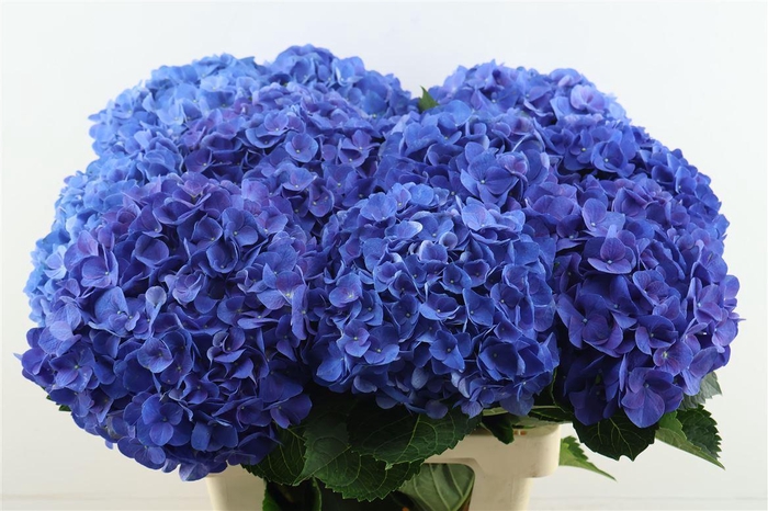 <h4>Hydr M Anne 65-22</h4>