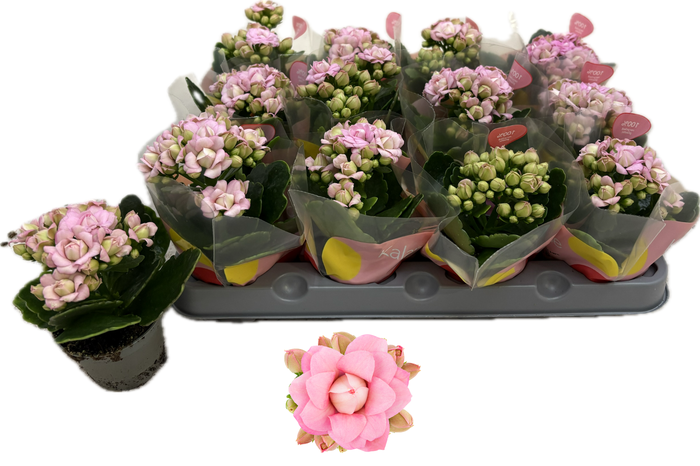 <h4>KAL GE MF LILLIAN</h4>