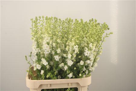 <h4>Delph Rids White</h4>