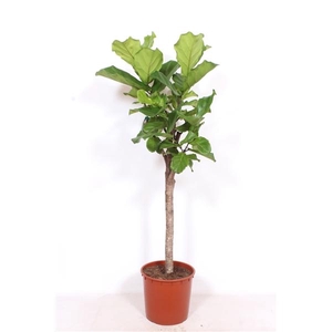 Ficus lyrata