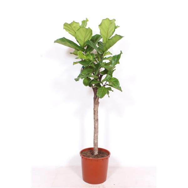 <h4>Ficus lyrata</h4>