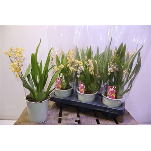 Oncidium Ov