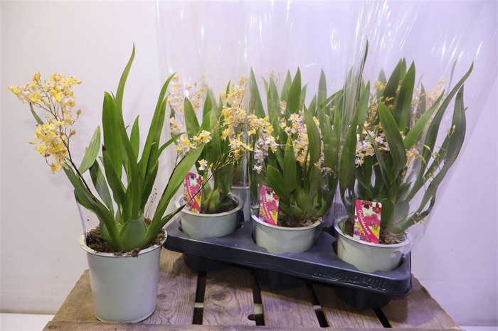 <h4>Oncidium Ov</h4>