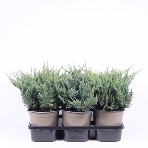 Juniperus horizontalis Blue Chip