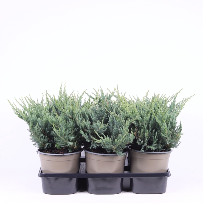 <h4>Juniperus horizontalis Blue Chip</h4>
