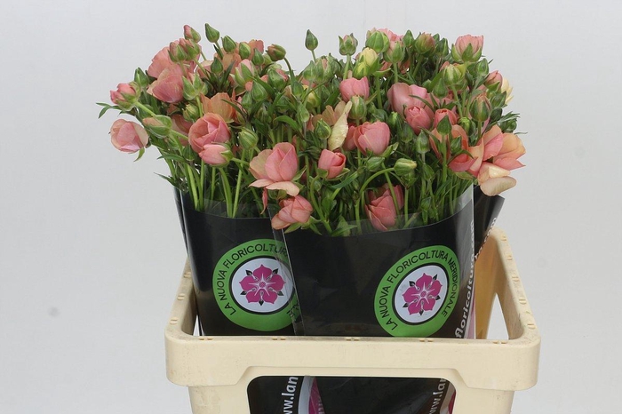 Ranunculus Moderna Carezza