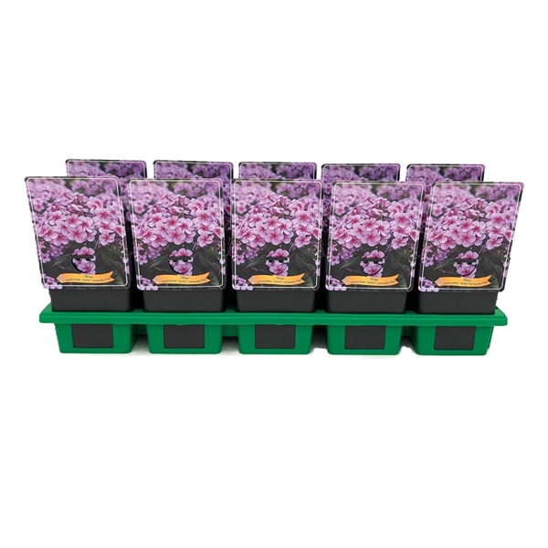 <h4>Phlox paniculata Early® 'Lavender Pop' P11</h4>