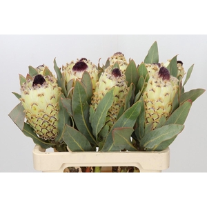 PROTEA M ICE QUEEN
