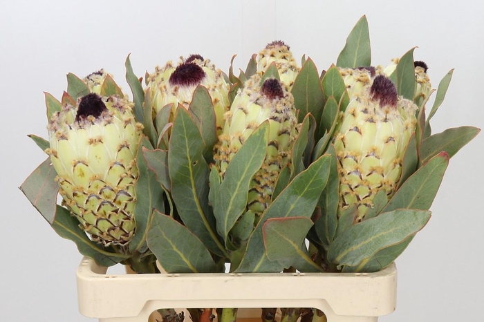 <h4>PROTEA M ICE QUEEN</h4>