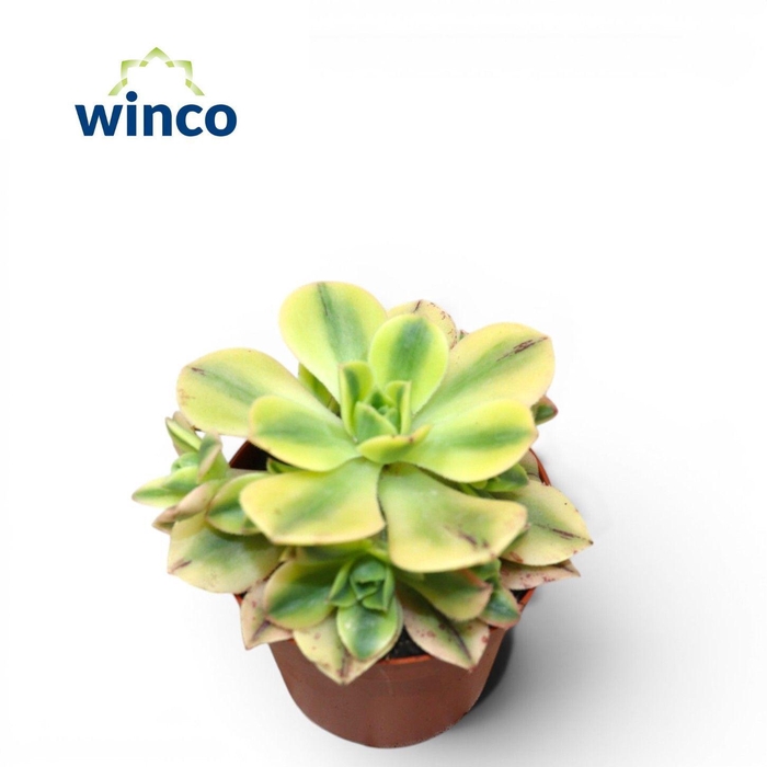 <h4>Aeonium Starburst</h4>