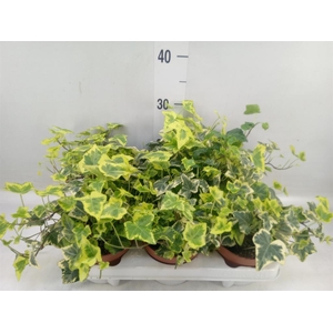 Hedera helix   ...mix varie yello