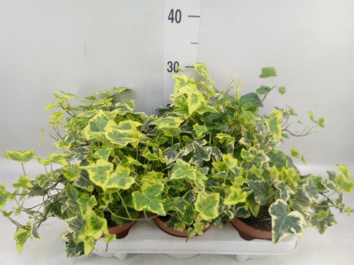 <h4>Hedera helix   ...mix varie yello</h4>