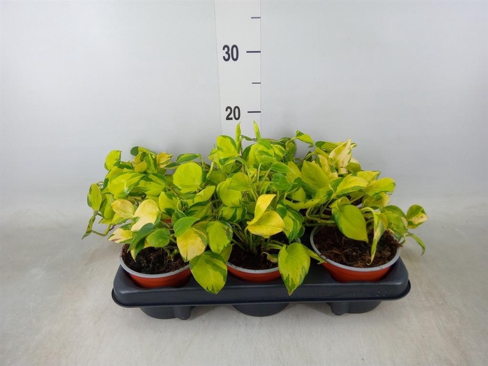 <h4>Epipremnum   ...</h4>