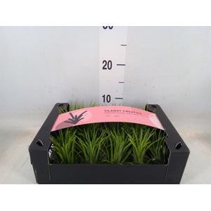 Tillandsia ionantha
