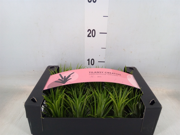 <h4>Tillandsia ionantha</h4>