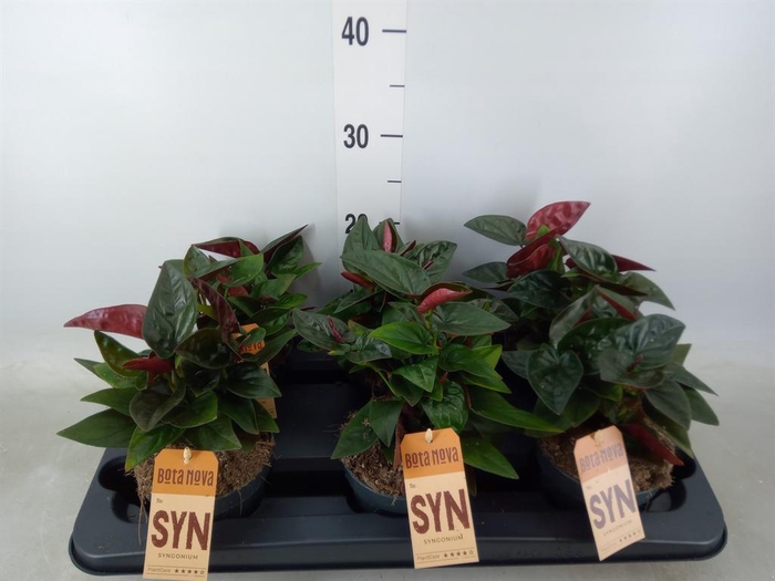 <h4>Syngonium   ...</h4>