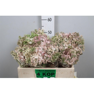 Syr Hy Maidens Blush 2+