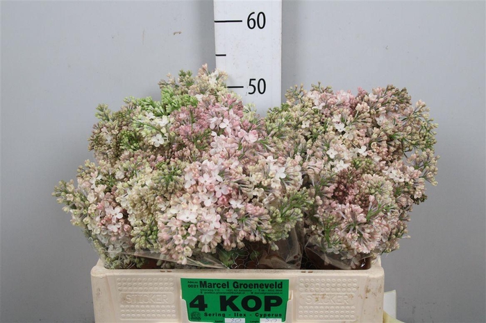 <h4>Syr Hy Maidens Blush 2+</h4>