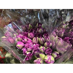 Tulpes Pilnavidures Violetines LT