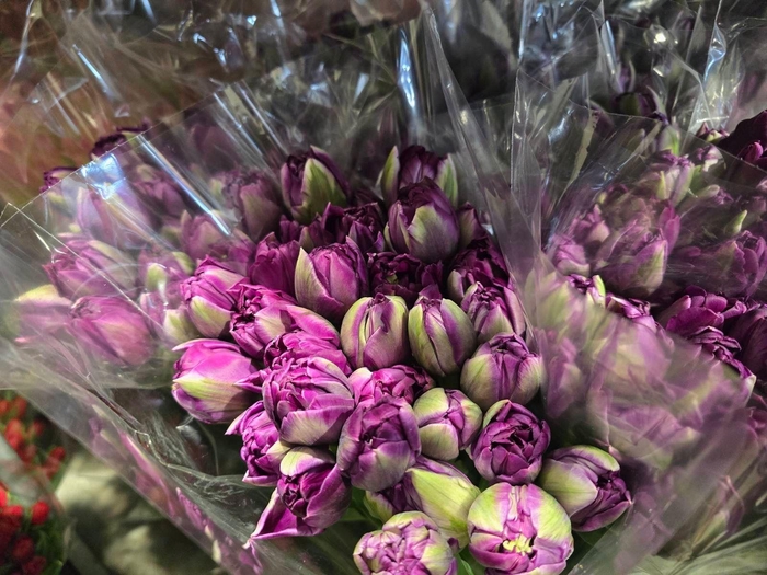 <h4>Tulpes Violetines LT</h4>