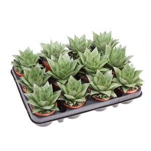 Gasteria 'D Tiga'