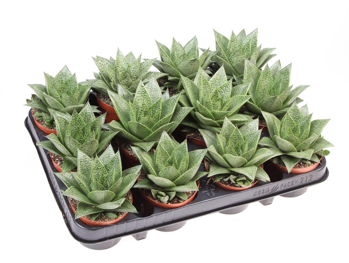 <h4>Gasteria  'D Tiga'</h4>