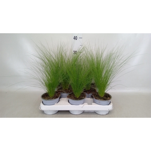 Stipa tenuissima 'ColGra Pony Tail'