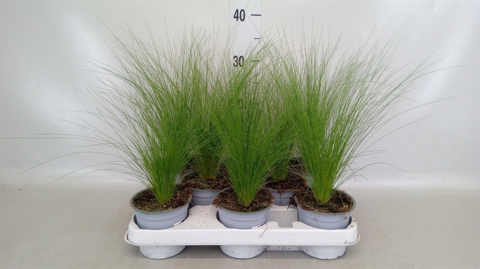 <h4>Stipa tenuissima 'ColGra Pony Tail'</h4>