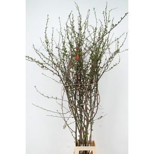 CHAENOMELES SALMON DUBBLE 150CM