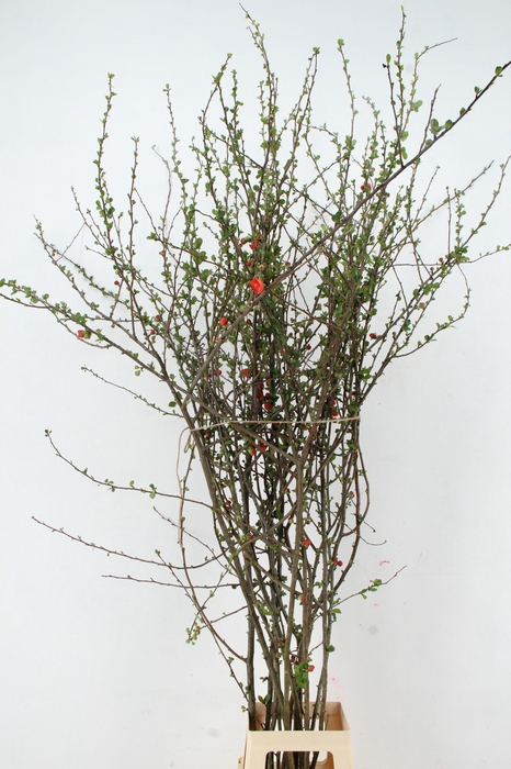 <h4>CHAENOMELES SALMON DUBBLE 150CM</h4>