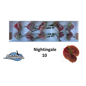 Anth A Nightingale