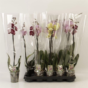 PHAL GEM