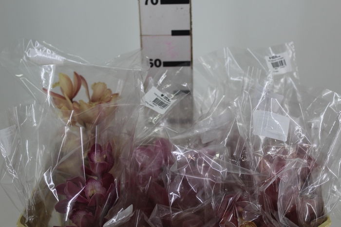 <h4>CYMBIDIUM VARIADO</h4>