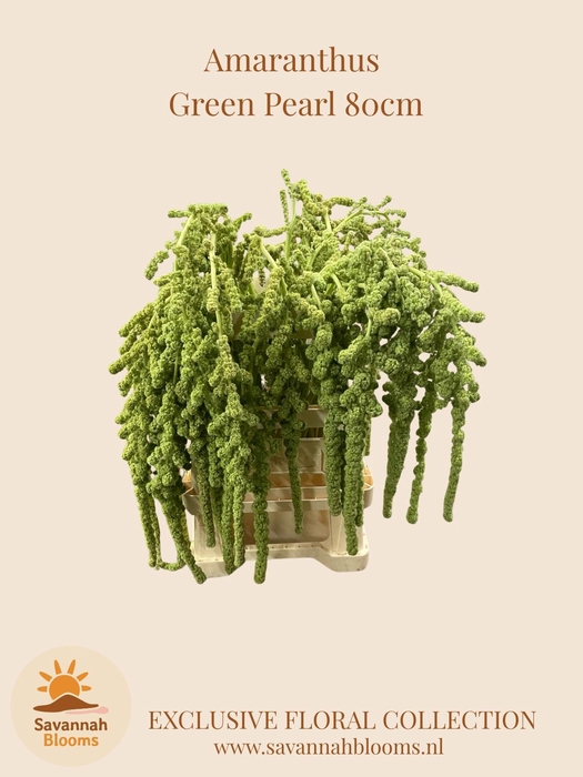 <h4>AMAR CA GREEN PEARLS</h4>