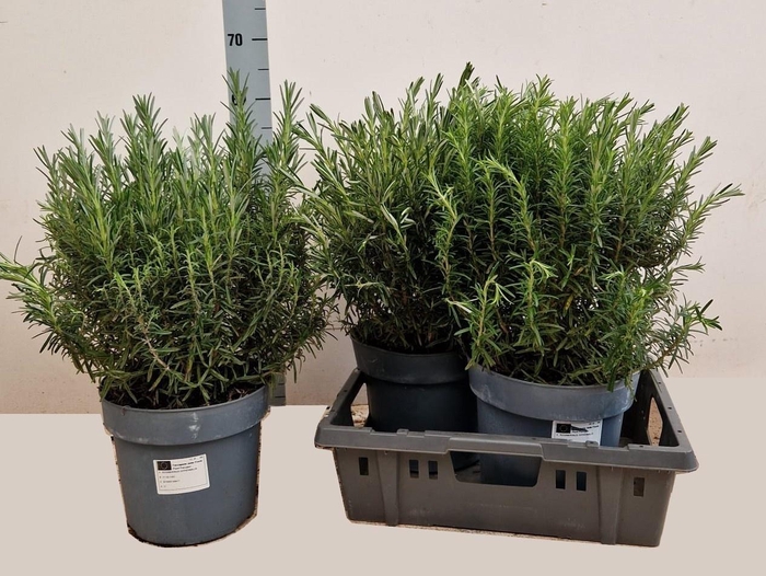 <h4>ROSMARIN OF OV</h4>